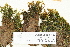  ( - CCDB-25688-H03)  @11 [ ] CreativeCommons - Attribution Non-Commercial Share-Alike (2018) Masha L. Kuzmina Canadian Centre for DNA Barcoding
