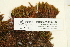  ( - CCDB-25695-H07)  @11 [ ] CreativeCommons - Attribution Non-Commercial Share-Alike (2018) Masha L. Kuzmina Canadian Centre for DNA Barcoding
