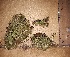  ( - JimenezIBOL33)  @11 [ ] Copyright (2019) IBONE IBONE
