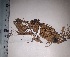  ( - JimenezIBOL69)  @11 [ ] Copyright (2019) IBONE IBONE