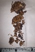  ( - JimenezIBOL70)  @11 [ ] Copyright (2019) IBONE IBONE