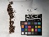  ( - UBC-B-B110237)  @11 [ ] (by-nc) (2022) Unspecified University of British Columbia Herbarium