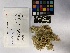  ( - UBC-B-B75186)  @11 [ ] (by-nc) (2023) Unspecified University of British Columbia Herbarium