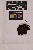  ( - UBC-B-B103525)  @11 [ ] (by-nc) (2025) Unspecified University of British Columbia Herbarium