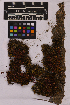  ( - UBC-B-B114144)  @11 [ ] (by-nc) (2025) Unspecified University of British Columbia Herbarium