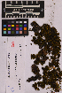  (Orthotrichum cucullatum - UBC-B-B119590)  @11 [ ] (by-nc) (2025) Unspecified University of British Columbia Herbarium