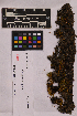  ( - UBC-B-B138650)  @11 [ ] (by-nc) (2025) Unspecified University of British Columbia Herbarium