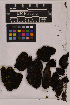  ( - UBC-B-B139516)  @11 [ ] (by-nc) (2025) Unspecified University of British Columbia Herbarium