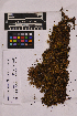  (Rhodobryum - UBC-B-B150426)  @11 [ ] (by-nc) (2025) Unspecified University of British Columbia Herbarium