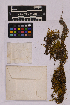  ( - UBC-B-B165081)  @11 [ ] (by-nc) (2025) Unspecified University of British Columbia Herbarium