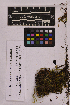  ( - UBC-B-B167412)  @11 [ ] (by-nc) (2025) Unspecified University of British Columbia Herbarium