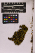  ( - UBC-B-B173984)  @11 [ ] (by-nc) (2025) Unspecified University of British Columbia Herbarium