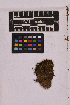  ( - UBC-B-B194633)  @11 [ ] (by-nc) (2025) Unspecified University of British Columbia Herbarium