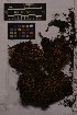  ( - UBC-B-B195420)  @11 [ ] (by-nc) (2025) Unspecified University of British Columbia Herbarium