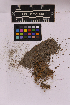  ( - UBC-B-B202387)  @11 [ ] (by-nc) (2025) Unspecified University of British Columbia Herbarium