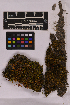  ( - UBC-B-B210457)  @11 [ ] (by-nc) (2025) Unspecified University of British Columbia Herbarium