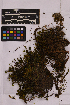  ( - UBC-B-B210479)  @11 [ ] (by-nc) (2025) Unspecified University of British Columbia Herbarium