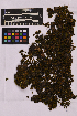  ( - UBC-B-B212154)  @11 [ ] (by-nc) (2025) Unspecified University of British Columbia Herbarium