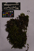  ( - UBC-B-B213336)  @11 [ ] (by-nc) (2025) Unspecified University of British Columbia Herbarium