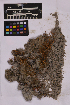  ( - UBC-B-B213343)  @11 [ ] (by-nc) (2025) Unspecified University of British Columbia Herbarium