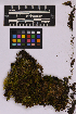  ( - UBC-B-B214582)  @11 [ ] (by-nc) (2025) Unspecified University of British Columbia Herbarium
