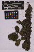  ( - UBC-B-B215573)  @11 [ ] (by-nc) (2025) Unspecified University of British Columbia Herbarium