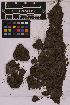  ( - UBC-B-B215574)  @11 [ ] (by-nc) (2025) Unspecified University of British Columbia Herbarium