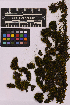  ( - UBC-B-B215589)  @11 [ ] (by-nc) (2025) Unspecified University of British Columbia Herbarium