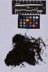  ( - UBC-B-B218140)  @11 [ ] (by-nc) (2025) Unspecified University of British Columbia Herbarium