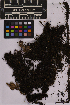  ( - UBC-B-B225382)  @11 [ ] (by-nc) (2025) Unspecified University of British Columbia Herbarium