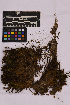  ( - UBC-B-B225384)  @11 [ ] (by-nc) (2025) Unspecified University of British Columbia Herbarium