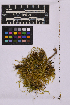  ( - UBC-B-B227217)  @11 [ ] (by-nc) (2025) Unspecified University of British Columbia Herbarium