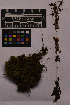  ( - UBC-B-B227585)  @11 [ ] (by-nc) (2025) Unspecified University of British Columbia Herbarium