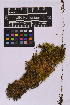  ( - UBC-B-B228510)  @11 [ ] (by-nc) (2025) Unspecified University of British Columbia Herbarium