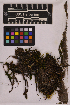  ( - UBC-B-B230828)  @11 [ ] (by-nc) (2025) Unspecified University of British Columbia Herbarium