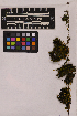  ( - UBC-B-B231115)  @11 [ ] (by-nc) (2025) Unspecified University of British Columbia Herbarium