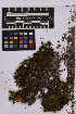  ( - UBC-B-B231502)  @11 [ ] (by-nc) (2025) Unspecified University of British Columbia Herbarium