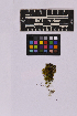  ( - UBC-B-B235745)  @11 [ ] (by-nc) (2025) Unspecified University of British Columbia Herbarium