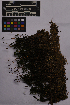  ( - UBC-B-B235773)  @11 [ ] (by-nc) (2025) Unspecified University of British Columbia Herbarium