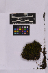  ( - UBC-B-B236054)  @11 [ ] (by-nc) (2025) Unspecified University of British Columbia Herbarium
