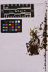  (Atrichum flavisetum - UBC-B-B238691)  @11 [ ] (by-nc) (2025) Unspecified University of British Columbia Herbarium