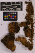  ( - UBC-B-B239404)  @11 [ ] (by-nc) (2025) Unspecified University of British Columbia Herbarium