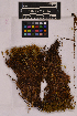  ( - UBC-B-B24572)  @11 [ ] (by-nc) (2025) Unspecified University of British Columbia Herbarium