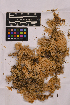  ( - UBC-B-B25580)  @11 [ ] (by-nc) (2025) Unspecified University of British Columbia Herbarium