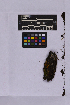  ( - UBC-B-B262132)  @11 [ ] (by-nc) (2025) Unspecified University of British Columbia Herbarium