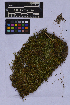  ( - UBC-B-B262134)  @11 [ ] (by-nc) (2025) Unspecified University of British Columbia Herbarium