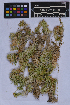  ( - UBC-B-B262137)  @11 [ ] (by-nc) (2025) Unspecified University of British Columbia Herbarium