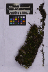  ( - UBC-B-B262139)  @11 [ ] (by-nc) (2025) Unspecified University of British Columbia Herbarium
