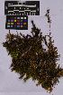  ( - UBC-B-B262142)  @11 [ ] (by-nc) (2025) Unspecified University of British Columbia Herbarium