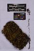  ( - UBC-B-B262148)  @11 [ ] (by-nc) (2025) Unspecified University of British Columbia Herbarium